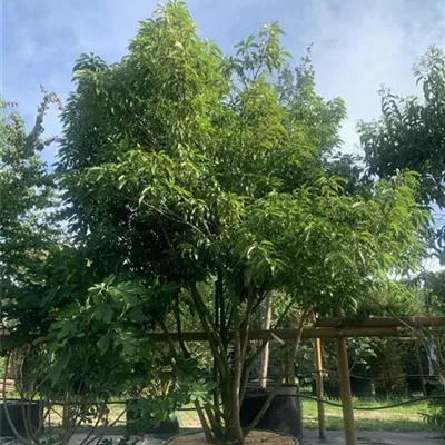 Schirmform 25-581 - Chinesische Myrteneiche - Quercus myrsinifolia - Collection