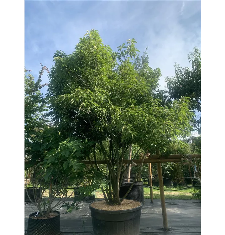 Chinesische Myrteneiche - Quercus myrsinifolia - Collection