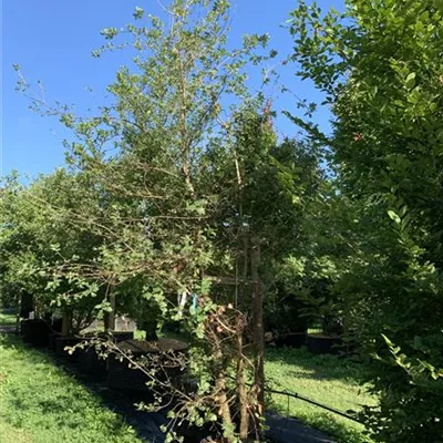 Solitär 250-275 BA23-010 776 - Flaumeiche - Quercus pubescens - Collection