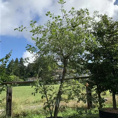Solitär 25-554 2350 - Flaumeiche - Quercus pubescens - Collection