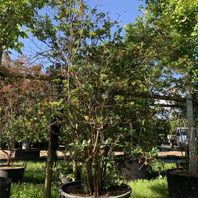 Solitär 200-220 HP24-604 2200 - Sommergrüne Azalee 'Homebush' - Rhododendron luteum 'Homebush' - Collection Solitär 200-220 HP24-604 2200 - Sommergrüne Azalee 'Homebush' - Rhododendron luteum 'Homebush' - Collection