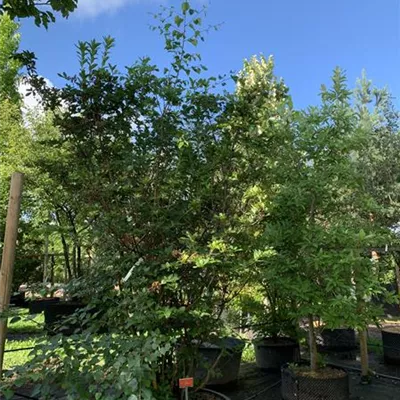 Solitär 25-545 1890 - Sommergrüne Azalee 'Homebush' - Rhododendron luteum 'Homebush' - Collection Solitär 25-545 1890 - Sommergrüne Azalee 'Homebush' - Rhododendron luteum 'Homebush' - Collection