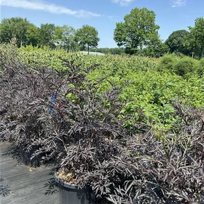 Solitär NBZ 25-B65 225 - Schwarzer Holunder 'Black Lace' -R--S- - Sambucus nigra 'Black Lace' -R--S- - Collection
