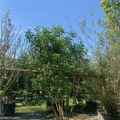 Solitär 200 - 250 25-642 521 - Edelflieder 'Charles Joly' - Syringa vulg.'Charles Joly' - Collection
