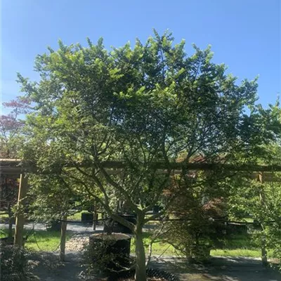 Solitär 225 - 250 25-644 967 - Feldulme - Ulmus minor 'Jacqueline Hillier' - Collection