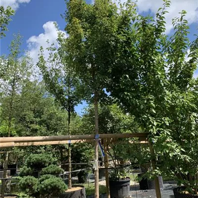Hochstamm 20 - 25 25-633 1800 - Feldahorn - Acer campestre - Collection