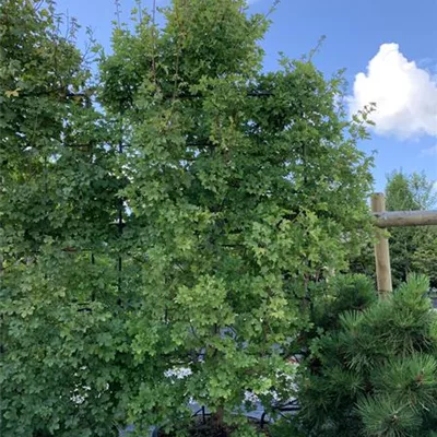 Spalier 230x110 HP24-103 440 - Feldahorn 'Elsrijk' - Acer campestre 'Elsrijk' - Collection