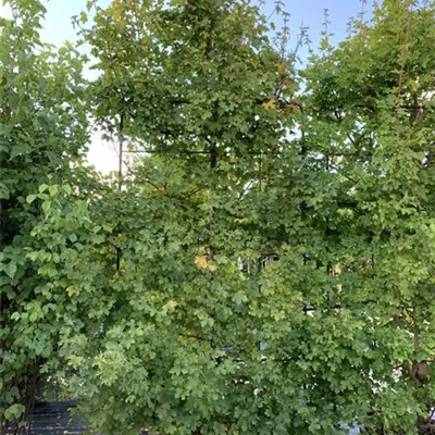 Spalier 230x110 HP24-104 440 - Feldahorn 'Elsrijk' - Acer campestre 'Elsrijk' - Collection