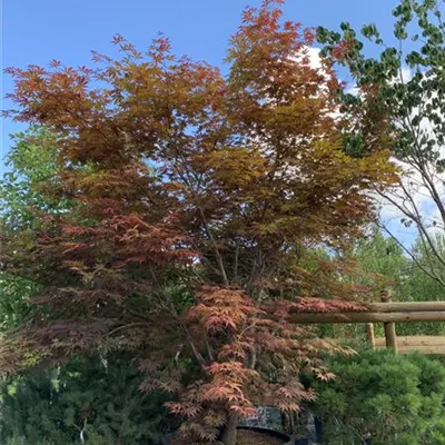 Solitär HP23-27 3250 - Roter Fächerahorn - Acer palmatum 'Atropurpureum' - Collection