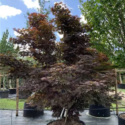 Solitär 300 - 350 25-610 3551 - Roter Fächerahorn 'Bloodgood' - Acer palmatum 'Bloodgood' - Collection
