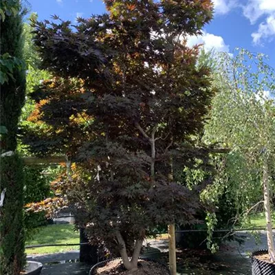 Solitär 300 - 350 25-611 3551 - Roter Fächerahorn 'Bloodgood' - Acer palmatum 'Bloodgood' - Collection