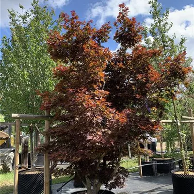 Solitär 275 - 300 25-613 2674 - Roter Fächerahorn 'Bloodgood' - Acer palmatum 'Bloodgood' - Collection