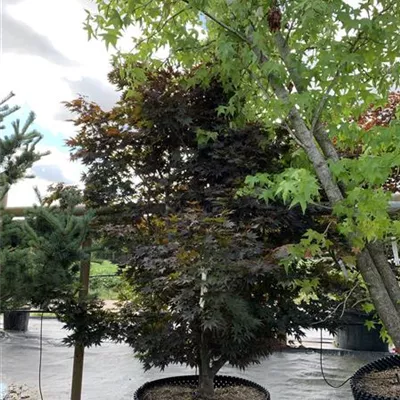 Solitär 25-621 - Roter Fächerahorn 'Bloodgood' - Acer palmatum 'Bloodgood' - Collection