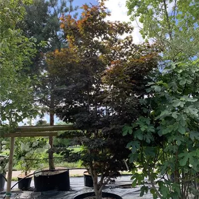 Solitär 25-622 - Roter Fächerahorn 'Bloodgood' - Acer palmatum 'Bloodgood' - Collection