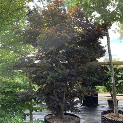 Solitär 25-623 - Roter Fächerahorn 'Bloodgood' - Acer palmatum 'Bloodgood' - Collection