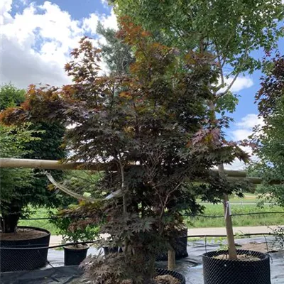 Solitär 25-624 - Roter Fächerahorn 'Bloodgood' - Acer palmatum 'Bloodgood' - Collection
