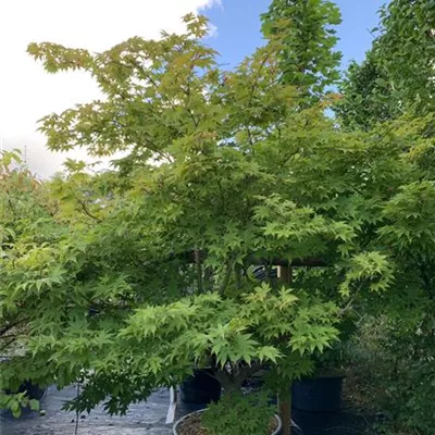 Solitär / EXC 200-225 24-1274 1290 - Fächerahorn 'Osakazuki' - Acer palmatum 'Osakazuki' - Collection