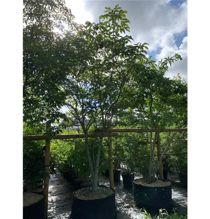 Caroliner-Rosskastanie 'Autumn Fire' - Aesculus neglecta 'Autumn Fire' - Collection