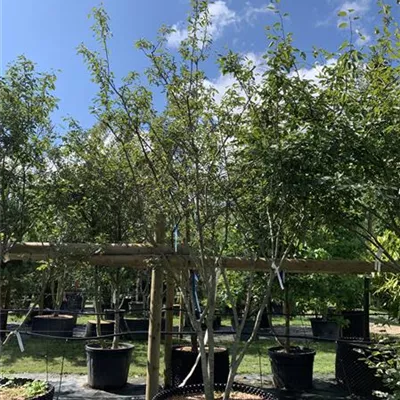 Schirmform 275 - 300 25-612 1650 - Kupfer-Felsenbirne - Amelanchier lamarckii - Collection
