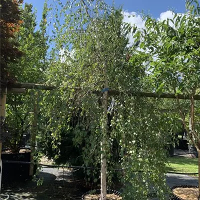 Solitär 350 - 400 25-141 1087 - Trauerbirke - Betula pendula 'Youngii' - Collection
