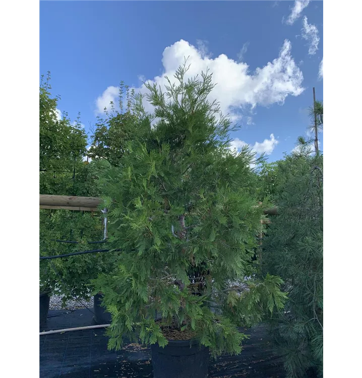 Kalifornische Weihrauchzeder - Calocedrus decurrens - Collection