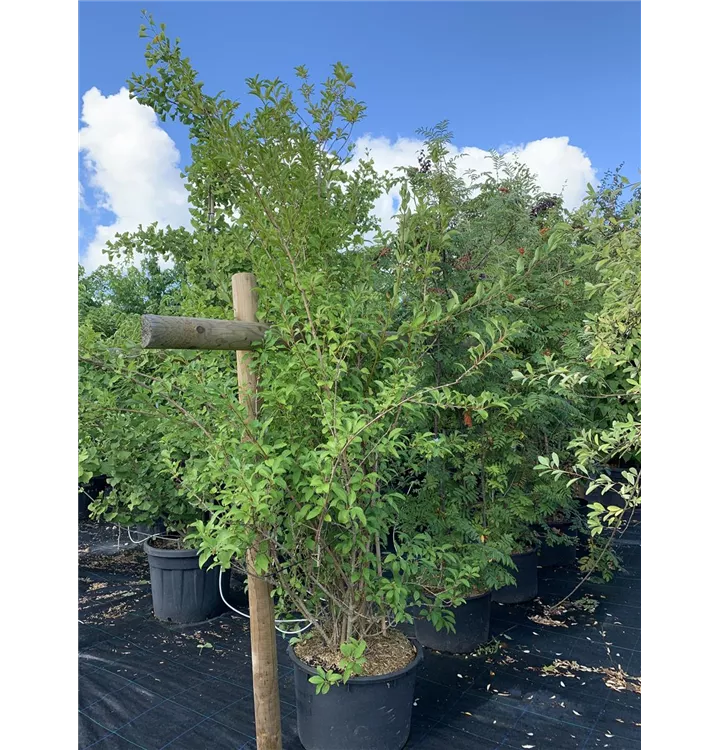 Forsythie 'Lynwood' - Forsythia 'Lynwood' - Collection