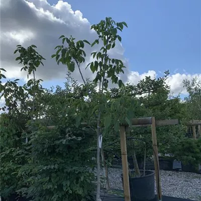 Halbstamm 25-573 395 - Echte Walnuss - Juglans regia - Collection