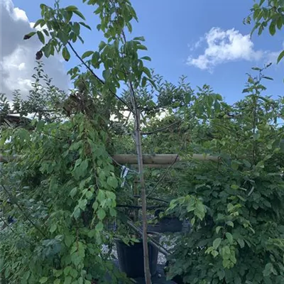 Halbstamm 25-574 395 - Echte Walnuss - Juglans regia - Collection