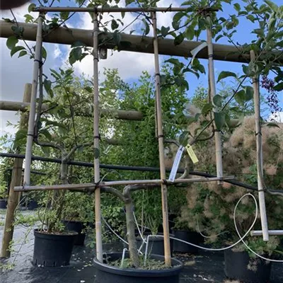 Spalier GO24-002 295 - Apfel 'Golden Delicious' mittel - Malus 'Golden Delicious' CAC - Collection