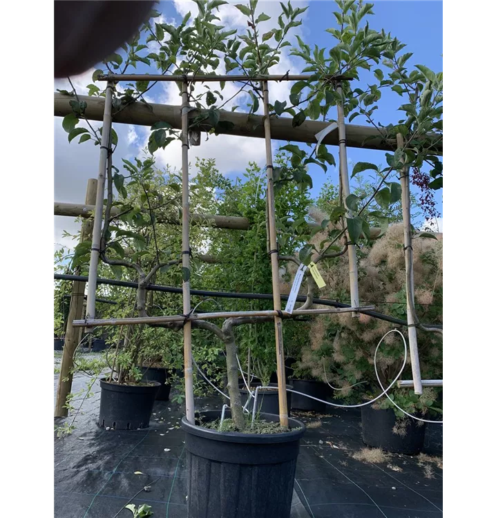 Apfel 'Golden Delicious' mittel - Malus 'Golden Delicious' CAC - Collection