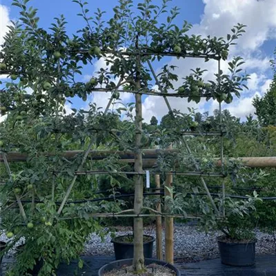 Spalierform 160 x 200, Nr. HP22-31D 970 - Apfel 'Gravensteiner' mittel - Malus 'Gravensteiner' CAC - Collection
