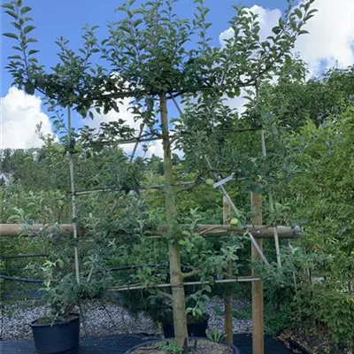 Spalier 23/24-11BA 1020 - Apfel 'Gravensteiner' mittel - Malus 'Gravensteiner' CAC - Collection