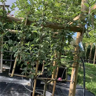 Spalier GO24-005 295 - Apfel 'Idared' spät - Malus 'Idared' CAC - Collection