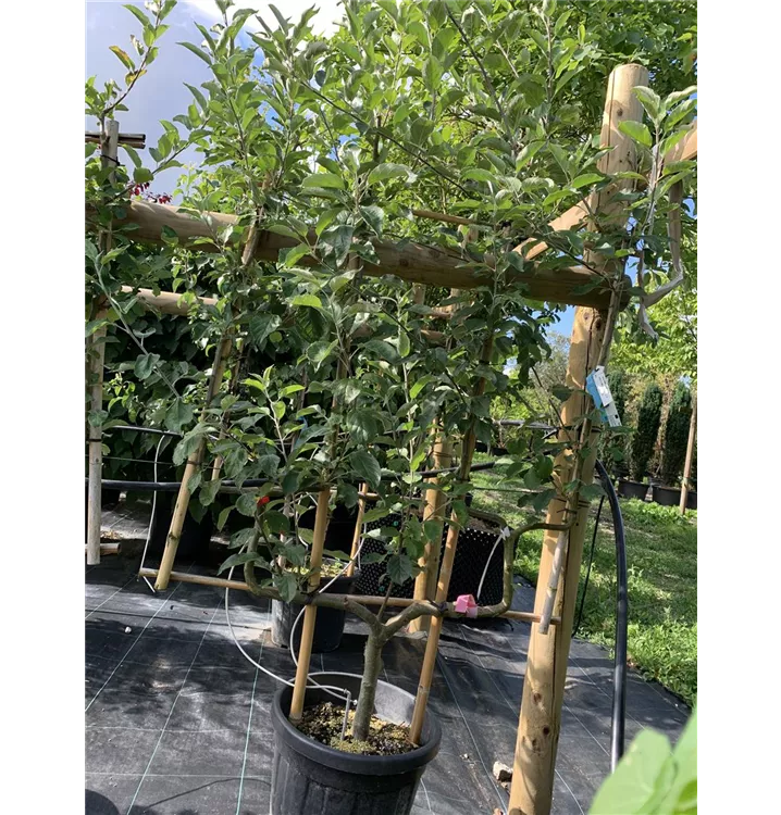 Apfel 'Idared' spät - Malus 'Idared' CAC - Collection