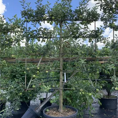 Spalierform 160 x 200, Nr. HP22-30D 970 - Apfel 'Jonagold' mittel - Malus 'Jonagold' CAC - Collection