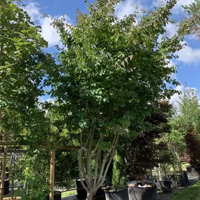 Schirmform 450 - 500 25-142 4250 - Eisenbaum - Parrotia persica - Collection