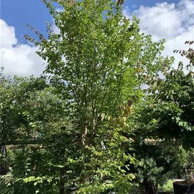 Solitär 400 - 450 25-618 2571 - Eisenbaum 'Vanessa' - Parrotia persica 'Vanessa' - Collection