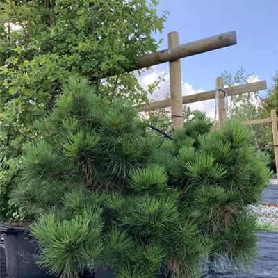 Solitär 100-125 HP24-672 482 - Schwarz-Kiefer 'Marie Brégeon'® - Pinus nigra 'Marie Brégeon'® - Collection