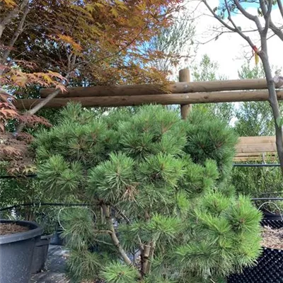 Solitär 100-125 HP24-677 482 - Kugelkiefer 'Pierrick Brégeon' - Pinus nigra 'Pierrick Brégeon' - Collection