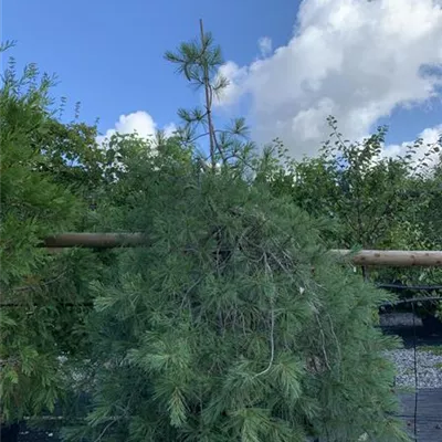 Solitär / EXC 150-175 HP24-681 1600 - Weymouths-Kiefer 'Pendula' - Pinus strobus 'Pendula' - Collection