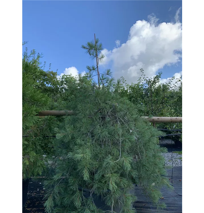Weymouths-Kiefer 'Pendula' - Pinus strobus 'Pendula' - Collection