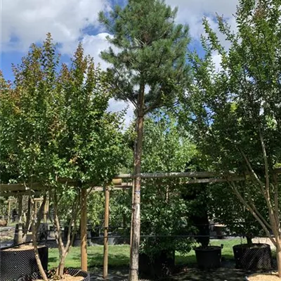 Hochstamm 30 - 35 25-625 2816 - Kiefer - Pinus sylvestris - Collection