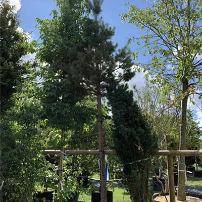 Hochstamm 30 - 35 25-626 2816 - Kiefer - Pinus sylvestris - Collection