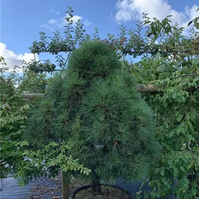 Solitär 125-150 HP24-684 655 - Kugel-Kiefer 'Globosa Viridis' - Pinus sylvestris 'Globosa Viridis' - Collection