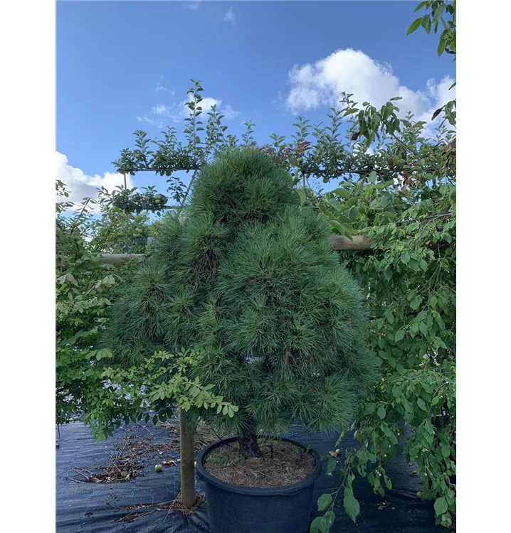 Kugel-Kiefer 'Globosa Viridis' - Pinus sylvestris 'Globosa Viridis' - Collection