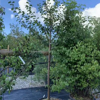 Halbstamm 12-14 24-1323 595 - Zwetsche 'Tophit' -S- - Prunus dom.'Tophit' -S- CAC - Collection