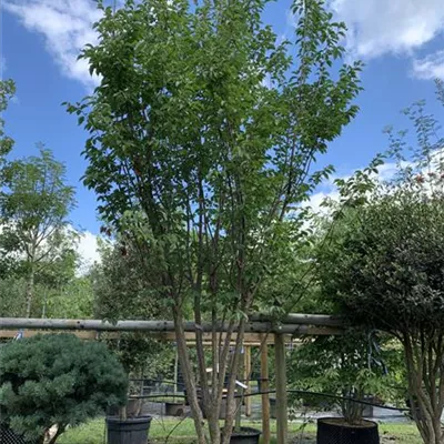 Solitär 25-619 - Scharlachkirsche - Prunus sargentii - Collection