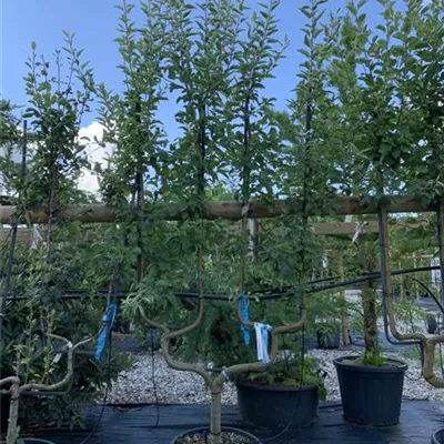 Spalier 25-566 495 - Gemeine Birne - Pyrus communis - Collection