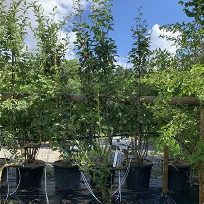 Spalier 25-570 495 - Gemeine Birne - Pyrus communis - Collection