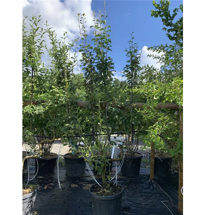 Gemeine Birne - Pyrus communis - Collection